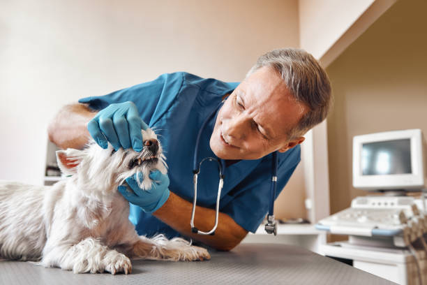 Best Emergency Tooth Extraction in Sacred Heart University, CT